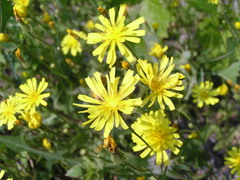 Crepis tectorum