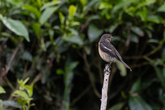 Saxicola torquatus