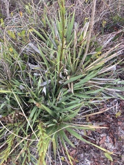Yucca