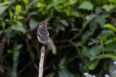 Saxicola torquatus