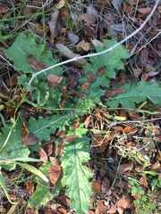 Cirsium texanum