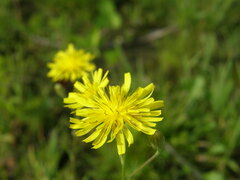 Crepis tectorum