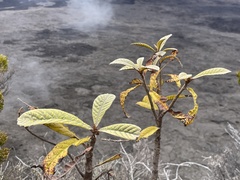 Eriobotrya japonica