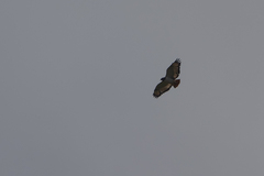 Buteo augur
