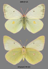Colias christina