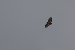 Buteo augur