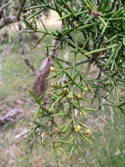Colletia hystrix