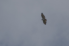 Buteo augur