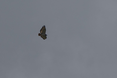 Buteo augur