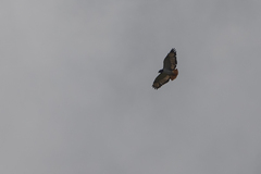 Buteo augur