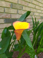 Zantedeschia