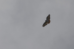Buteo augur