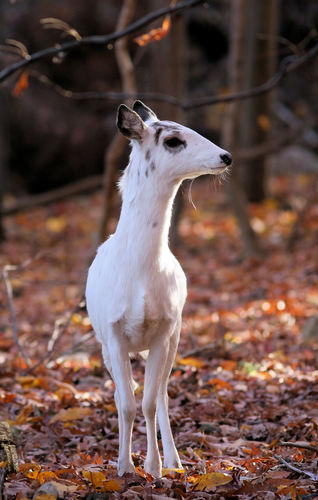 White-tailed Deer photographed in New Jersey