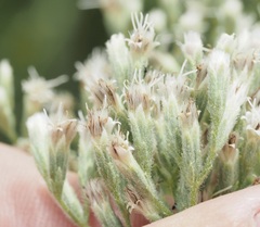 Eupatorium pubescens