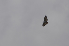 Buteo augur