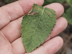 Eupatorium pubescens
