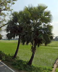 Borassus flabellifer