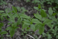 Philadelphus coronarius