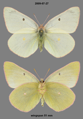 Colias christina