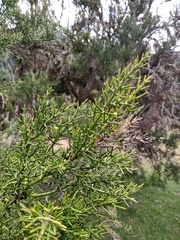 Colletia hystrix