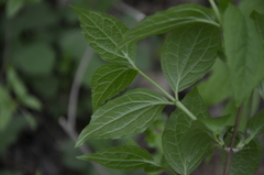 Philadelphus coronarius