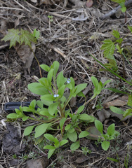 Myosotis sparsiflora