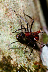 Polyrhachis bihamata