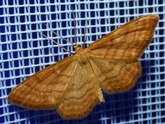 Idaea ochrata