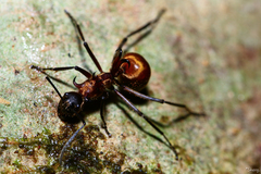 Polyrhachis bihamata