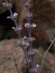 Micromeria canariensis subsp. meridialis image