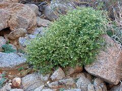 Mirabilis laevis retrorsa