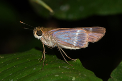 Panoquina lucas
