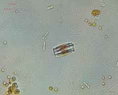 Bacillariophycidae