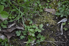 Veronica chamaedrys