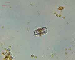 Bacillariophycidae