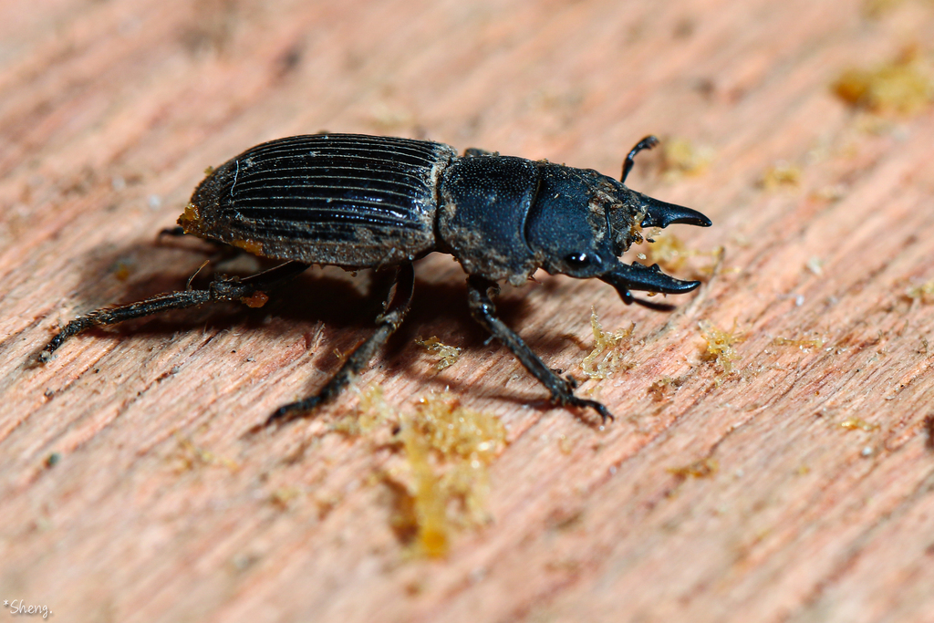 Gagini Insect Aegini from Long Lellang, Sarawak, 馬來西亞 on August 3, 2017 at 07:16 PM ...