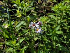 Symphyotrichum simmondsii