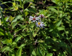 Symphyotrichum simmondsii