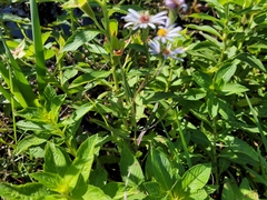 Symphyotrichum simmondsii