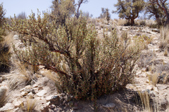 Polylepis