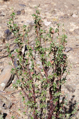 Polylepis