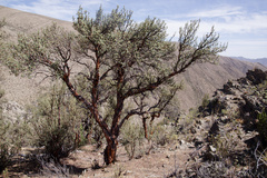 Polylepis