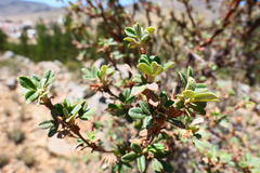 Polylepis