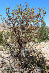 Polylepis