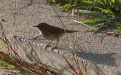 Phylloscopus collybita