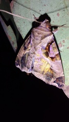 Calyptis idonea