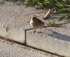 Phylloscopus collybita