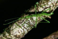 Parastheneboea monticola