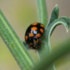 Coccinula quatuordecimpustulata
