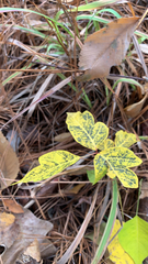 Toxicodendron pubescens